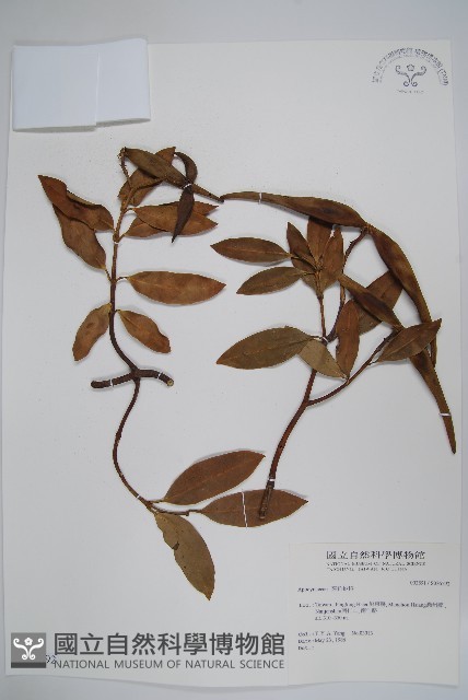 登錄號:S036592藏品圖，第1張