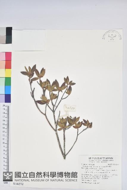 紅毛杜鵑藏品圖，第1張