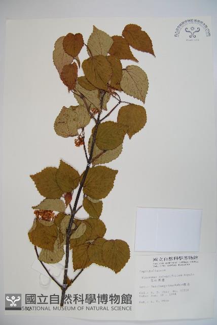 Narrow-leaved Viburnum Collection Image, Figure 1, Total 2 Figures