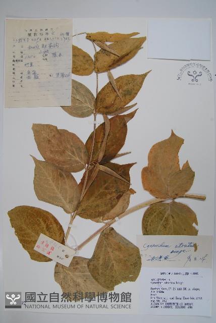 牛皮消、白薇藏品圖，第1張