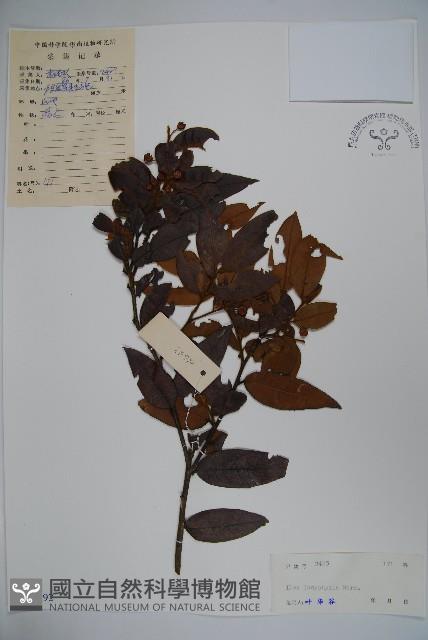 黃毛冬青藏品圖，第1張