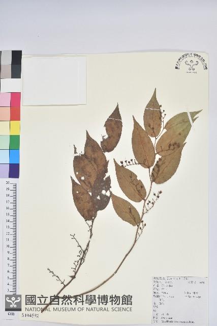 滿山香藏品圖，第1張