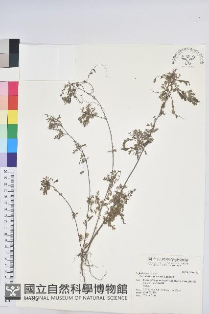 擬葉下珠、細葉油柑藏品圖，第1張