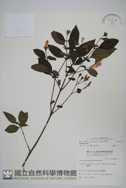 臺灣馬藍藏品圖，第1張