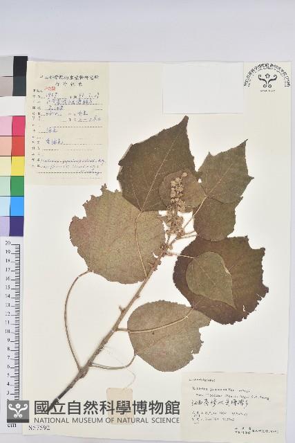 登錄號:S057592藏品圖，第1張