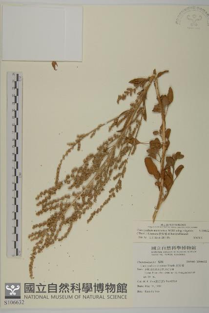 變葉藜藏品圖，第1張