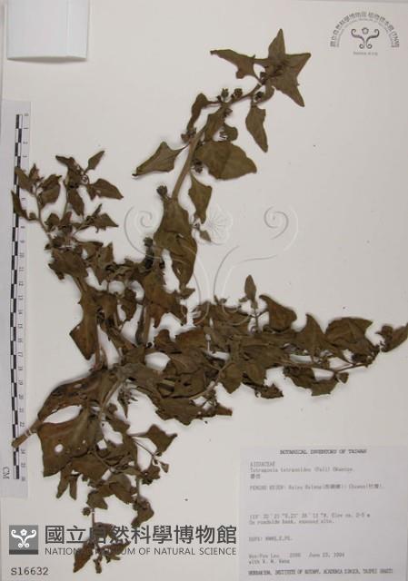 番杏藏品圖，第1張