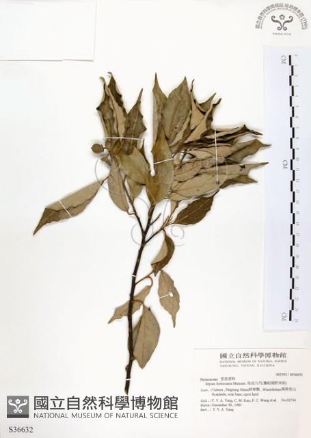 烏皮九芎、奮起湖野茉莉藏品圖，第1張