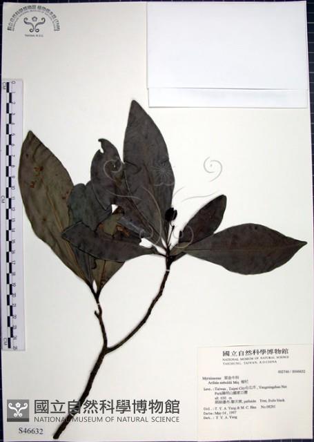 樹杞藏品圖，第1張