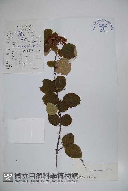 樺葉莢迷、玉山莢迷藏品圖，第1張