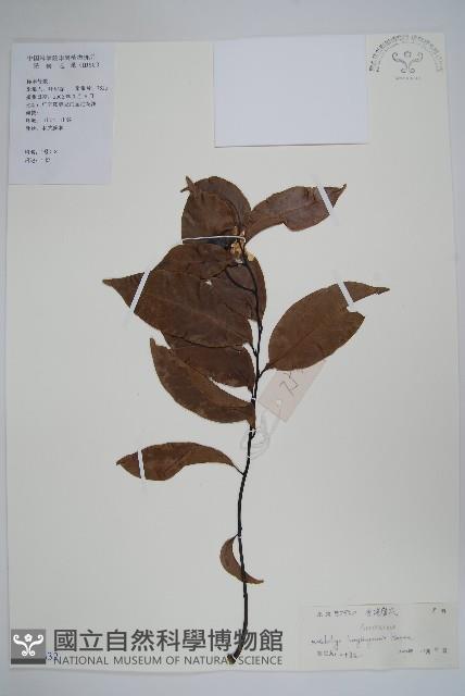 光葉紫玉盤藏品圖，第1張