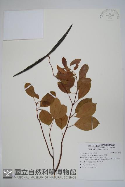 酸藤藏品圖，第1張