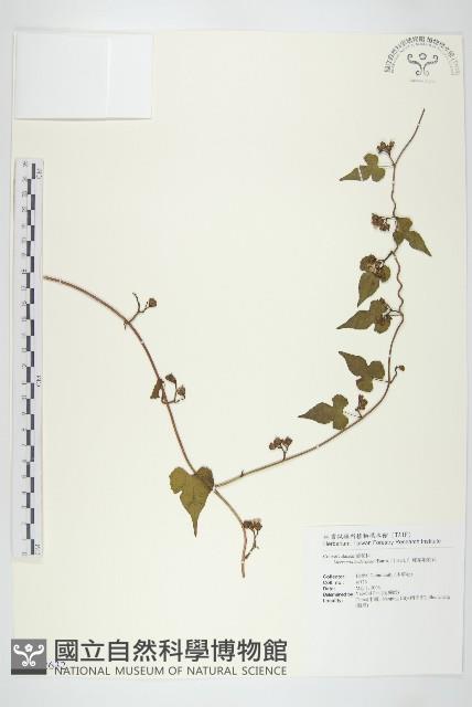 卵葉菜欒藤藏品圖，第1張