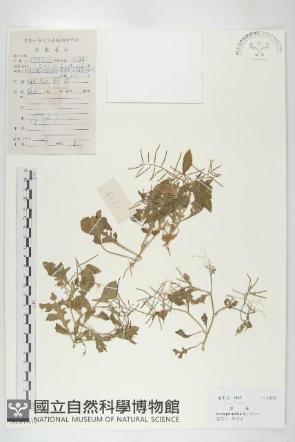 葶藶藏品圖，第1張
