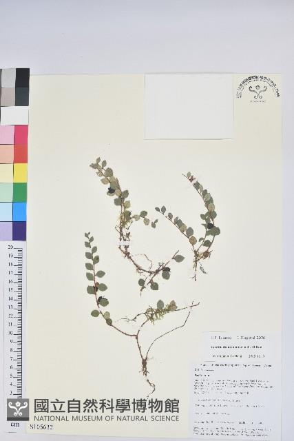 銅錢葉白珠藏品圖，第1張