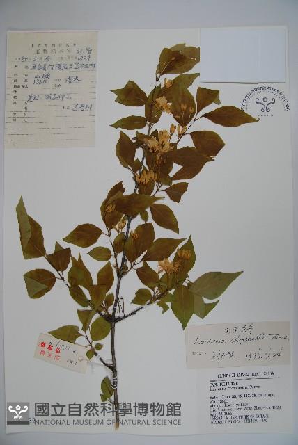 金花忍冬藏品圖，第1張