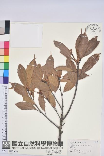 赤柯、赤椆、森氏櫟藏品圖，第1張