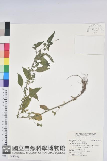 鐵莧菜藏品圖，第1張