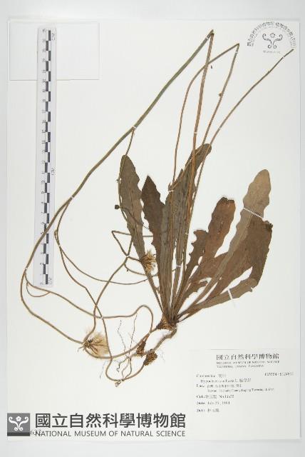 貓兒菊藏品圖，第1張