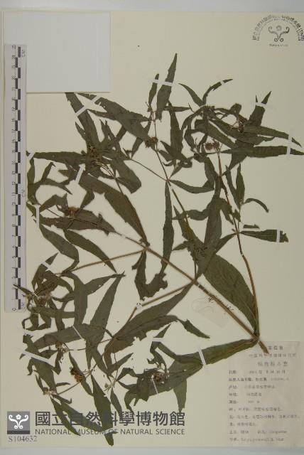 鱧腸藏品圖，第1張