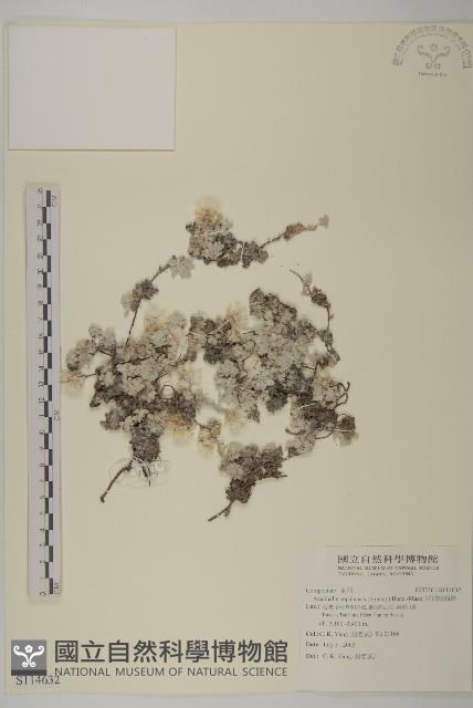 尼泊爾籟簫藏品圖，第1張