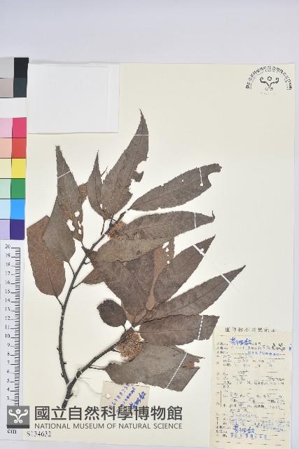 錐栗藏品圖，第1張