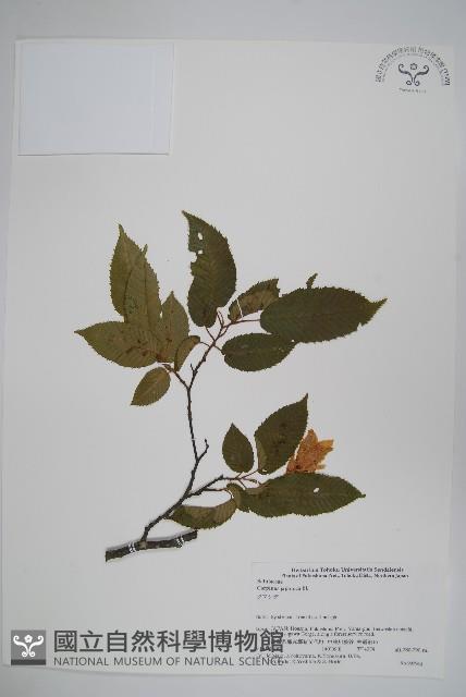 登錄號:S074632藏品圖，第1張