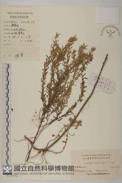 小艾藏品圖，第1張