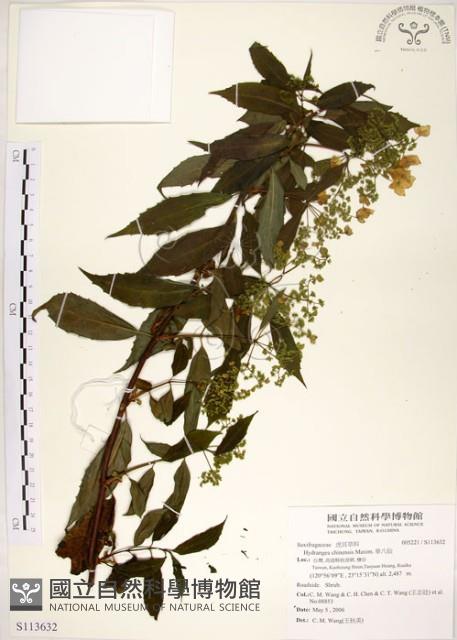 華八仙藏品圖，第1張