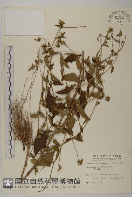 黃金珠藏品圖，第1張