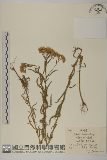 亞洲蓍藏品圖，第1張