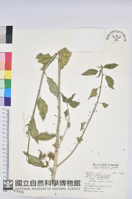 白苞猩猩草藏品圖，第1張