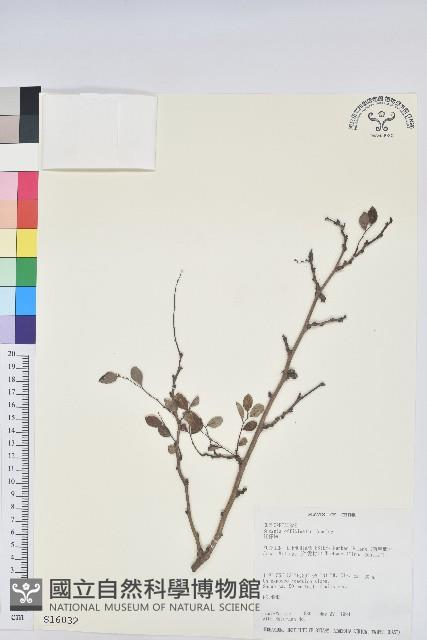 紅仔珠藏品圖，第1張