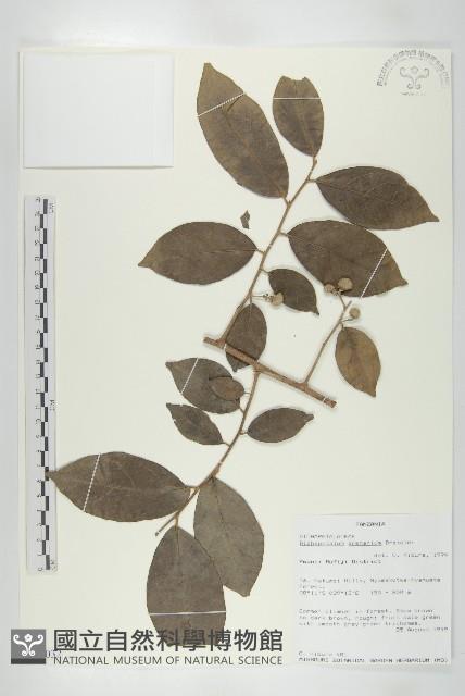登錄號:S096032藏品圖，第1張