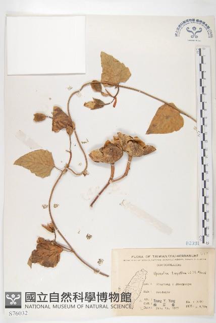 盒果藤藏品圖，第1張