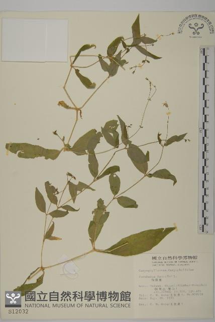 狗筋蔓藏品圖，第1張