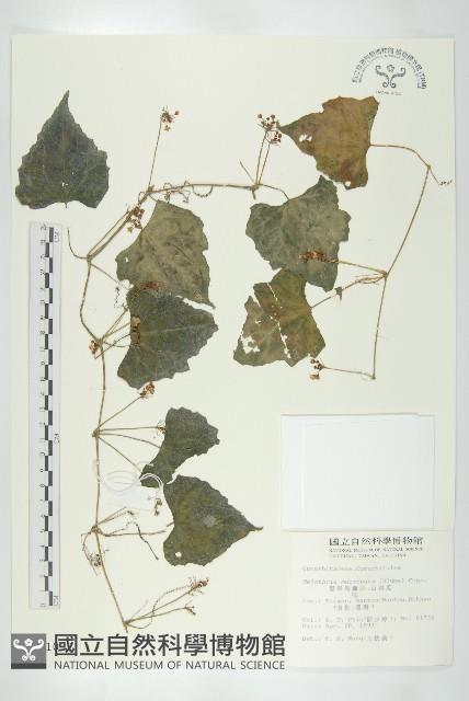 黑果馬交兒藏品圖，第1張