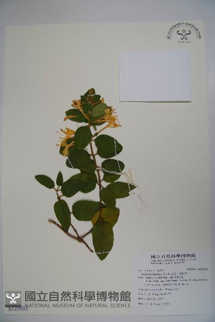 忍冬、金銀花藏品圖，第1張