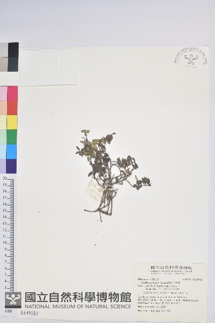 高山白珠樹藏品圖，第1張