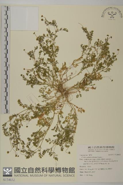 南方山芫荽藏品圖，第1張