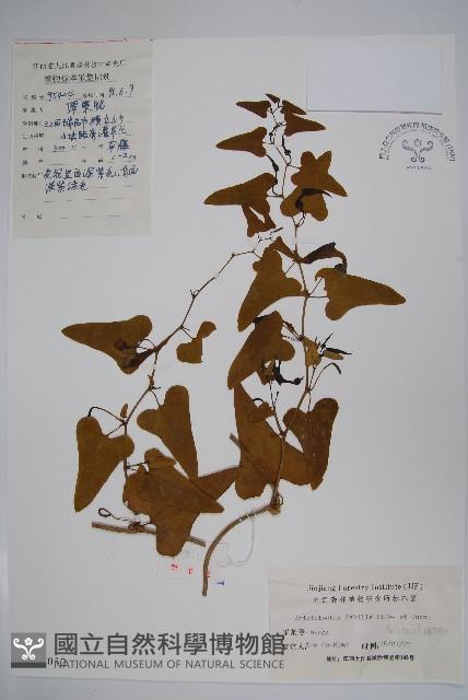 馬兜鈴藏品圖，第1張