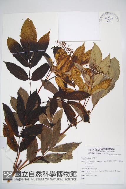 登錄號:S074032藏品圖，第1張