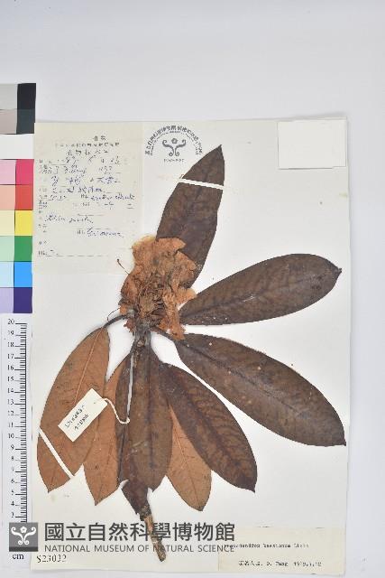 Accession Number:S023032 Collection Image