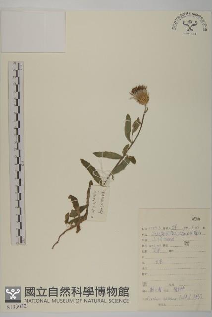 大刺兒菜藏品圖，第1張