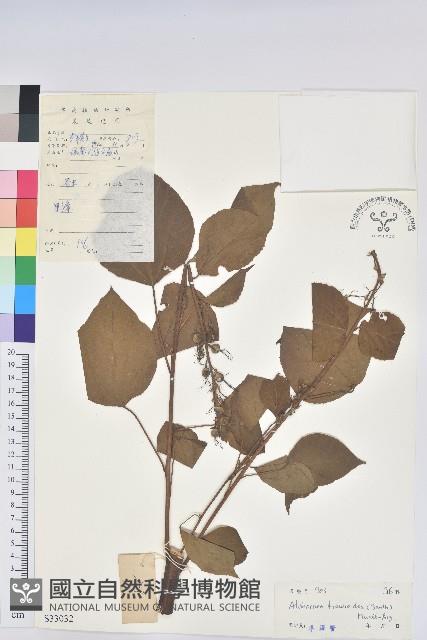 紅背山麻桿藏品圖，第1張