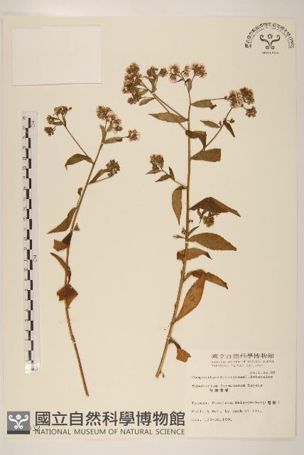 臺灣澤蘭藏品圖，第1張