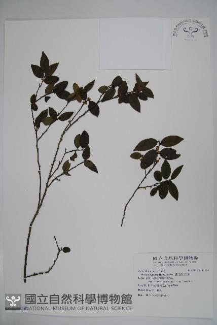 密毛假黃楊藏品圖，第1張