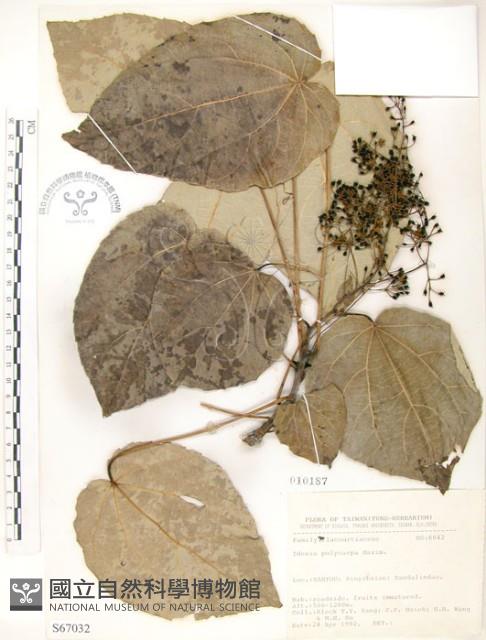 山桐子藏品圖，第1張