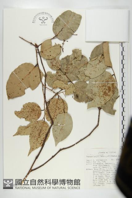 登錄號:S047032藏品圖，第1張