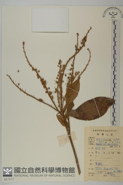 大葉山柳藏品圖，第1張